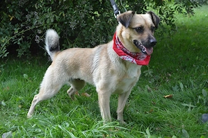 ASTRA, Pinscher Mischling (kastriert) SGB 625,00  