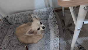 Mini Chihuahua Zwerg beige 