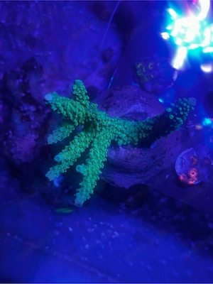 Acropora Enzmann