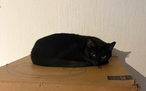  Luna sucht ein zuhause sie ist 2 jahre alt