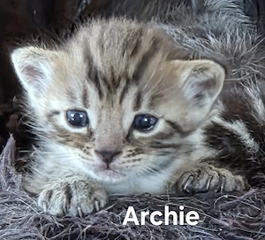 Zuckersüße, reinrassige Bengalen Kitten. Die Zimmer-Leoparden. Ausgezeichneter Stammbaum.