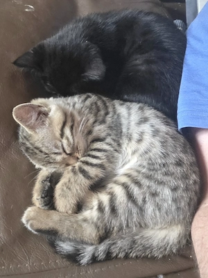 Zuckersüße, reinrassige Bengalen Kitten. Die Zimmer-Leoparden. Ausgezeichneter Stammbaum.