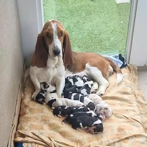Wir haben bezaubernde Basset-Hound-Welpen abzugeben.