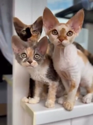 Wunderschöne Devon-Rex-Kätzchen