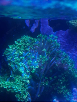 Alveopora Minuta Bicolor