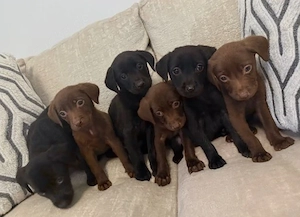 Labrador Retriever Welpen in Schwarz und Schokobraun   suchen ein liebevolles Zuhause