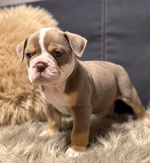 Old English Bulldog - Welpen! 