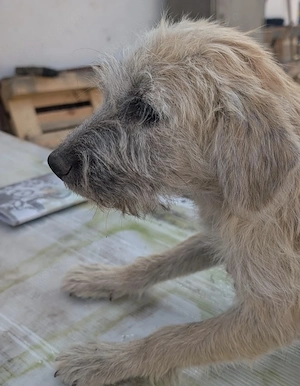 Cookie - kleine Hündin sucht ihr Glück