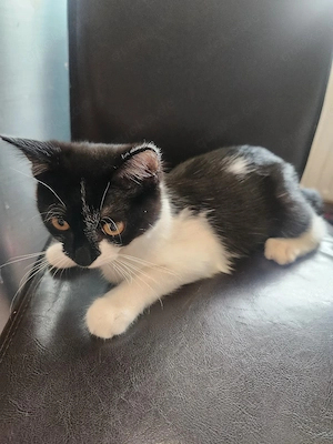 baby  katze 