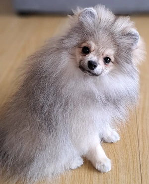 Pomeranian Spitz 