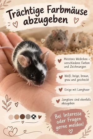    Farbmäuse als Zuchttiere abzugeben   viele trächtige Weibchen