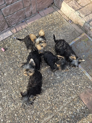 Yorkshire Terrier minitoy