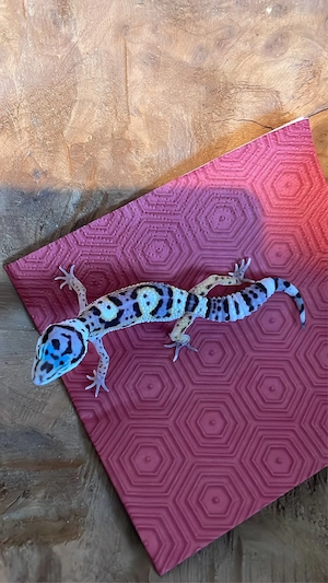 Leopardgecko Mack Snow Lavender Eclipse ph diablo blanco