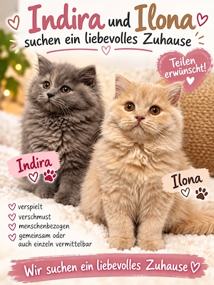 Kitten aus dem Zucht 