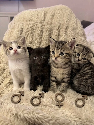 BKH Kitten 