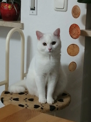 Perser Kater Weiß mit blauen Augen Perser Baby  Babykatze 