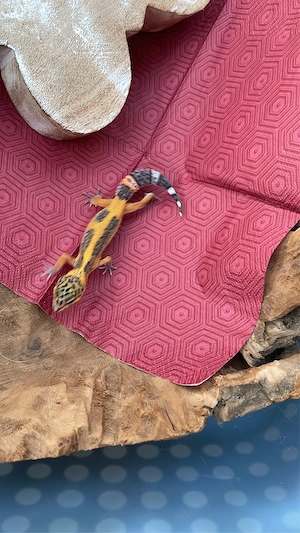 Leopardgecko Afghan Tangerine 