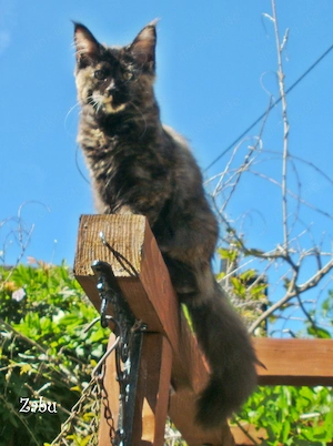 Zauberhafte Maine Coon Kätzchen mit Stammbaum