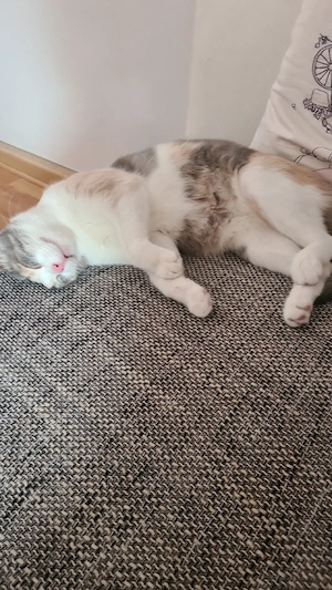 lissy sucht ein zuhause