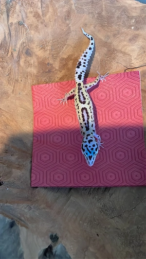 Leopardgecko MS BN het Tremper Albino, het Eclipse