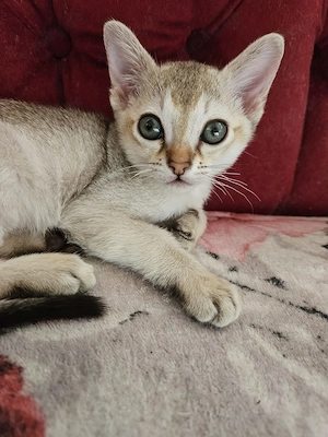 Süßer Singapura Kater mit Stammbaum