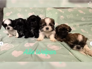 Shih Tzu Welpen