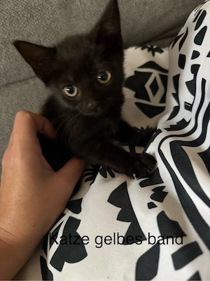 Mischlingskitten suchen ein neues zu hause 