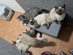 siam Himalayan mix 