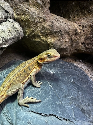 Bartagame Leatherback