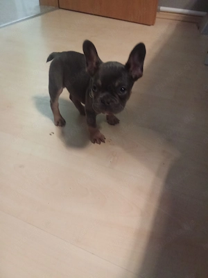 Hallo ich verkaufe meine französische bulldogge welpen 