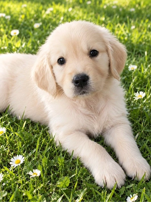 Reinrassige Golden Retriever Welpen abzugeben 