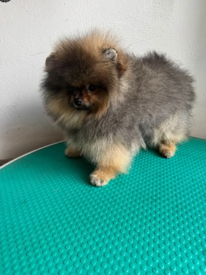 Pomeranian Zwergspitz Welpen 