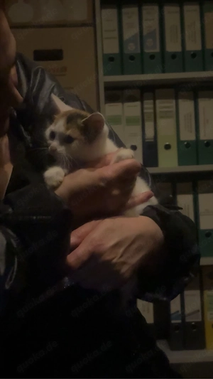 3 farbige katze zum abgeben 