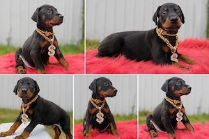 Dobermann-Welpen verfügbar
