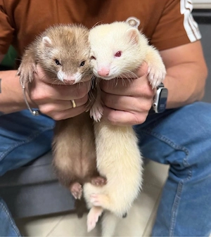 2X Junge Frettchen Fähen 