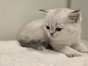 Bkh Katzenbaby