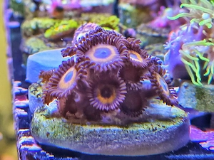 Zoanthus "Johnny Pumpkin"