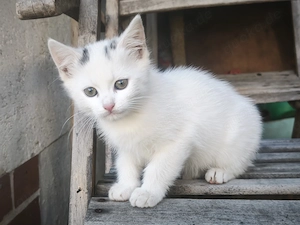 Kleine Haus und Hofkatze