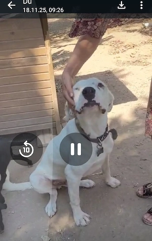 Teddy Dogo Argentino-Mix