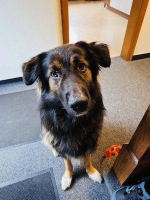 Cooper sucht ein neues Zuhause 