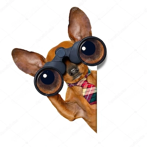 Suche kleinen Hund als Lebensbegleiterin