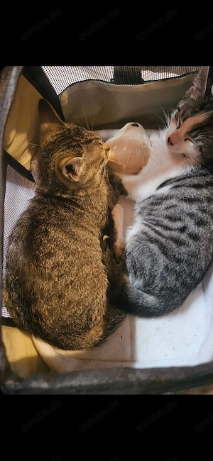Zwei liebevolle Kater suchen gemeinsam ein neues Zuhause 