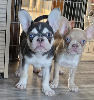 Französische bulldoggen welpen Absolut freiatmig Gesund 