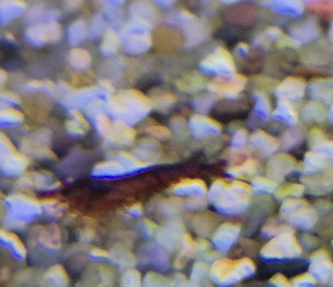 Neocaridina Davidi gemischt 10 Stück