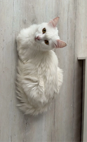 Türkische angora (weiblich)