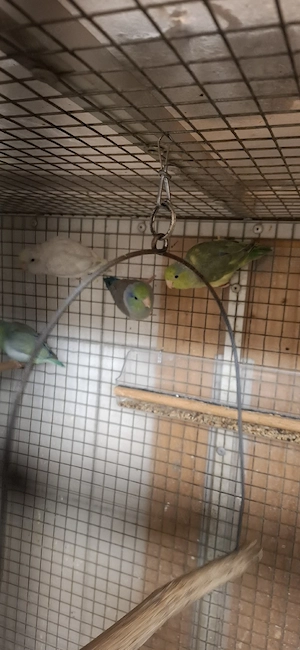 Sperlingpapagein 