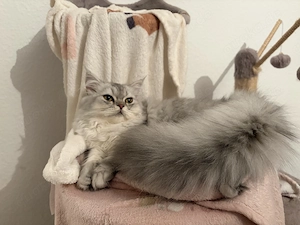 Liebevolle BLH Kitten