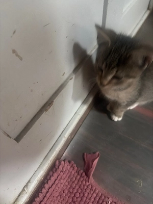 katzen baby 