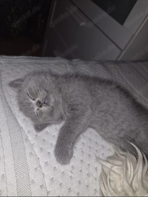 Britische kurzhaarkatze 
