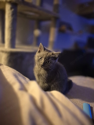 Letztes Bkh Mädchen sucht ihr zu Hause 